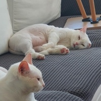 Ankara Kedisi, Kedi  Yağmur ve Ada fotoğrafı
