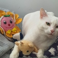 Ankara Kedisi, Kedi  Yağmur ve Ada fotoğrafı
