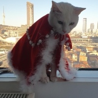Ankara Kedisi, Kedi  Yağmur ve Ada fotoğrafı