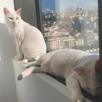 Ankara Kedisi, Kedi  Yağmur ve Ada fotoğrafı