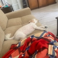 Poodle (Minyatür Kaniş), Köpek  Fiko fotoğrafı