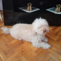 Poodle (Minyatür Kaniş), Köpek  Fiko fotoğrafı