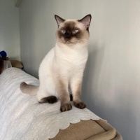 Siyam Kedisi, Kedi  Pamuk fotoğrafı