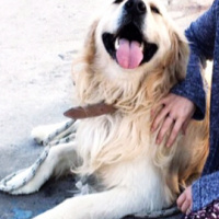 Tekir Kedi, Kedi  Mırmır fotoğrafı