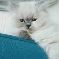 Tekir Kedi, Kedi  Mırmır fotoğrafı