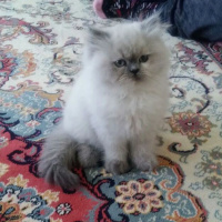 Tekir Kedi, Kedi  Mırmır fotoğrafı