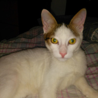 Tekir Kedi, Kedi  Mırmır fotoğrafı