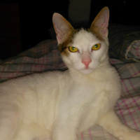 Tekir Kedi, Kedi  Mırmır fotoğrafı