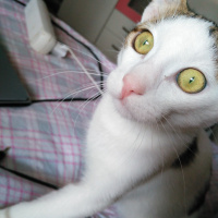 Tekir Kedi, Kedi  Mırmır fotoğrafı