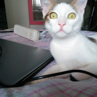 Tekir Kedi, Kedi  Mırmır fotoğrafı