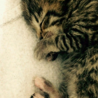 Tekir Kedi, Kedi  Mırmır fotoğrafı