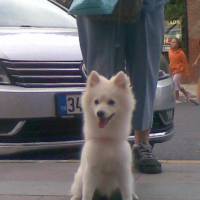 Amerikan Eskimo, Köpek  misha fotoğrafı