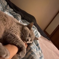 British Shorthair, Kedi  prenses fotoğrafı
