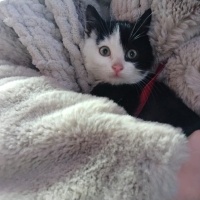 Tuxedo (Smokin) Kedi, Kedi  Pablo fotoğrafı