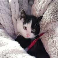 Tuxedo (Smokin) Kedi, Kedi  Pablo fotoğrafı