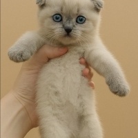 Scottish Fold, Kedi  PERA fotoğrafı