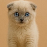 Scottish Fold, Kedi  PERA fotoğrafı