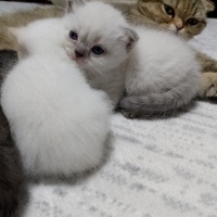 British Longhair, Kedi  Bade fotoğrafı