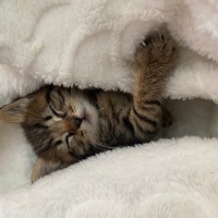 Tekir Kedi, Kedi  Behlül fotoğrafı