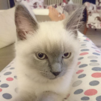 British Shorthair, Kedi  Badem fotoğrafı
