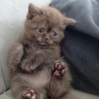 British Shorthair, Kedi  British shorthair yavrularım fotoğrafı