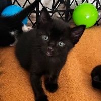 Nebelung, Kedi  Çakıl fotoğrafı