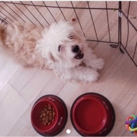 k1274532 kullanıcısının #226704 peti