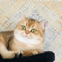 British Shorthair, Kedi  British gold fotoğrafı
