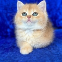 British Shorthair, Kedi  British gold fotoğrafı