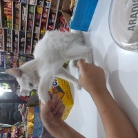 Van Kedisi, Kedi  Pamuk fotoğrafı