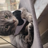 Tekir Kedi, Kedi  MÜDÜR fotoğrafı