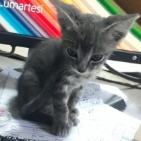 Tekir Kedi, Kedi  MÜDÜR fotoğrafı