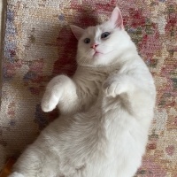 Ankara Kedisi, Kedi  Pilav fotoğrafı
