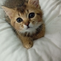 American Shorthair, Kedi  Golden fotoğrafı