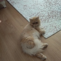 İran Kedisi (Persian), Kedi  Tokyo fotoğrafı