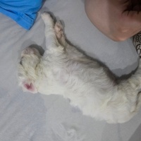 Maltese, Köpek  Asil fotoğrafı