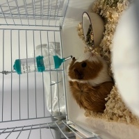 Guinea Pig, Kemirgen  Süslü fotoğrafı