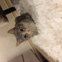 Tekir Kedi, Kedi  Lokum eyşan fotoğrafı