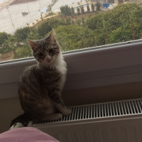 Tekir Kedi, Kedi  Lokum eyşan fotoğrafı