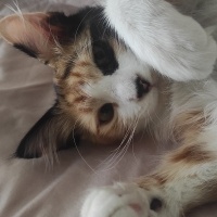 Ankara Kedisi, Kedi  Muscade (Muskat) fotoğrafı