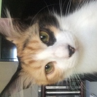 Ankara Kedisi, Kedi  Muscade (Muskat) fotoğrafı