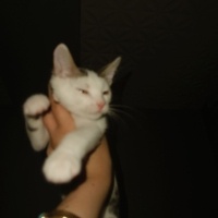 Tekir Kedi, Kedi  Paytak fotoğrafı