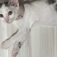 Tekir Kedi, Kedi  Paytak fotoğrafı