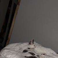 Tekir Kedi, Kedi  Paytak fotoğrafı