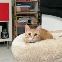 Sarman, Kedi  Porti fotoğrafı