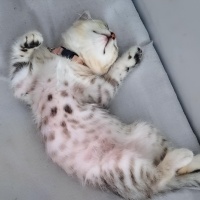 Brazilian Shorthair, Kedi  Luna fotoğrafı