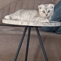 Brazilian Shorthair, Kedi  Luna fotoğrafı