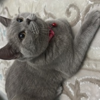 British Shorthair, Kedi  Boncuk fotoğrafı