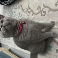 British Shorthair, Kedi  Boncuk fotoğrafı