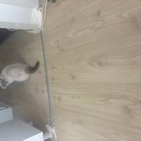 British Shorthair, Kedi  Şuşu fotoğrafı
